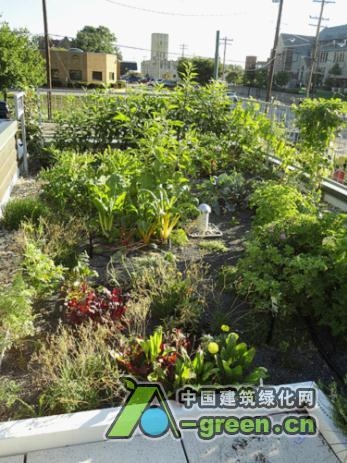“活力城市”會(huì)議突出了屋頂和墻面綠化的成功