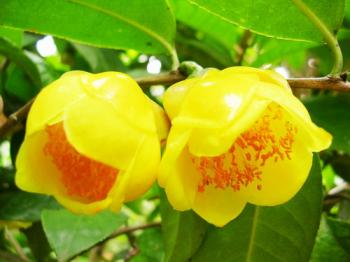 華南植物園金花茶組織培養(yǎng)研究獲新進展