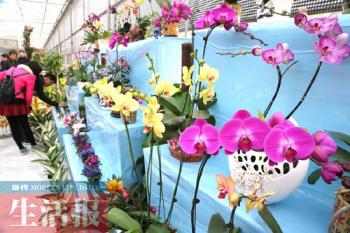 南寧迎春花卉展拉開大幕