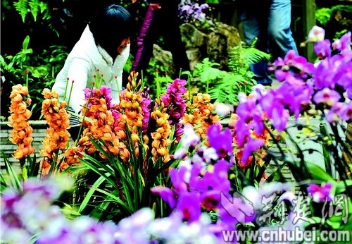 湖北：武漢植物園蘭花爭奇斗艷 市民大飽眼福