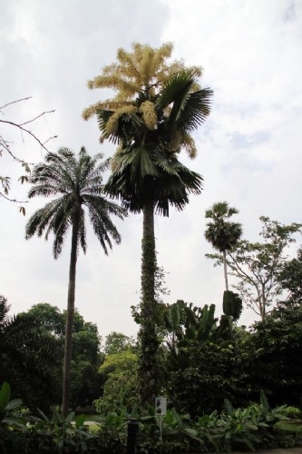新加坡植物園：棕櫚開花