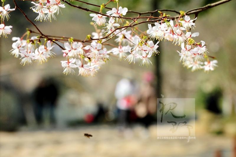 杭城櫻花悄悄開放邁入春天