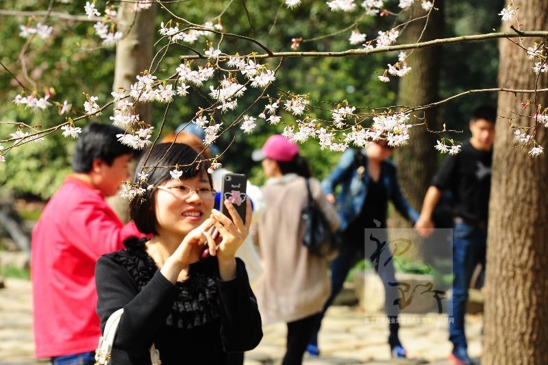 杭城櫻花悄悄開放邁入春天