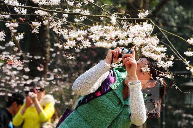 杭城櫻花悄悄開放邁入春天