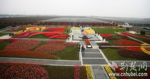 柏泉郁金香基地