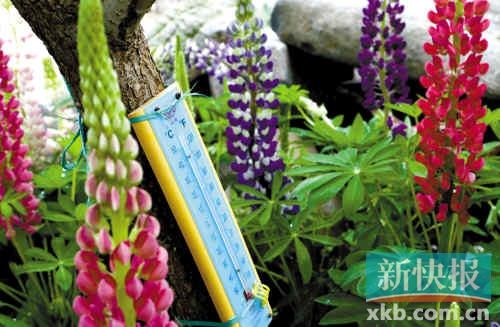 廣東：華南植物園舉辦魯冰花文化節