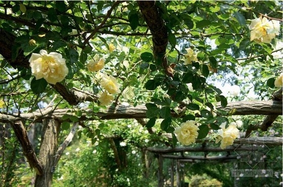 長(zhǎng)島菲普斯花園
