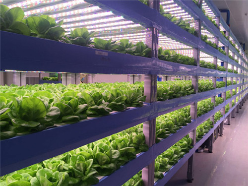 “優雅蔬菜”誕生記：訪全球最大植物工廠