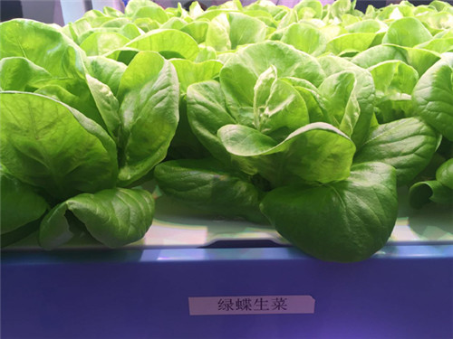 “優雅蔬菜”誕生記：訪全球最大植物工廠