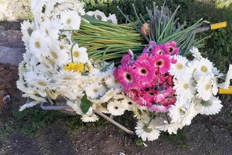 大量花展取消，花卉業(yè)何去何從？