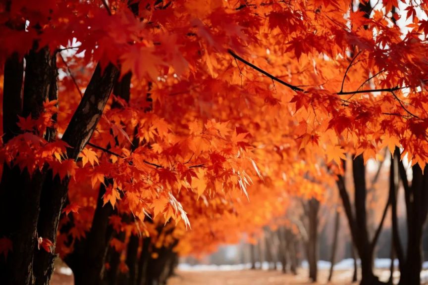 北京西山國家森林公園舉辦第十二屆紅葉文化節(jié)