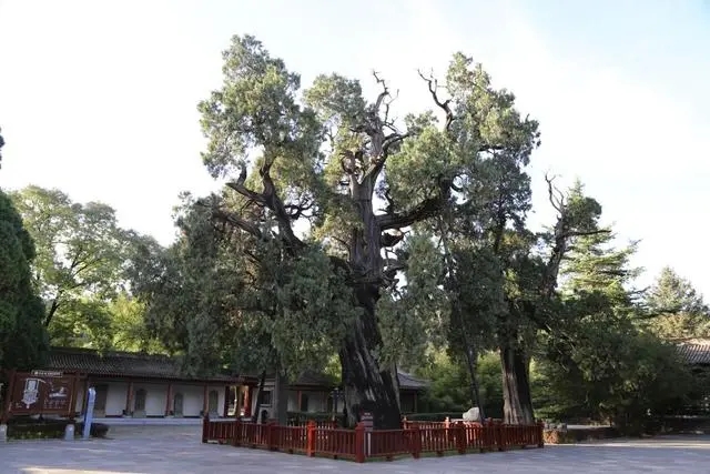 古樹名木實現(xiàn)落地上圖 大熊貓得到有效保護