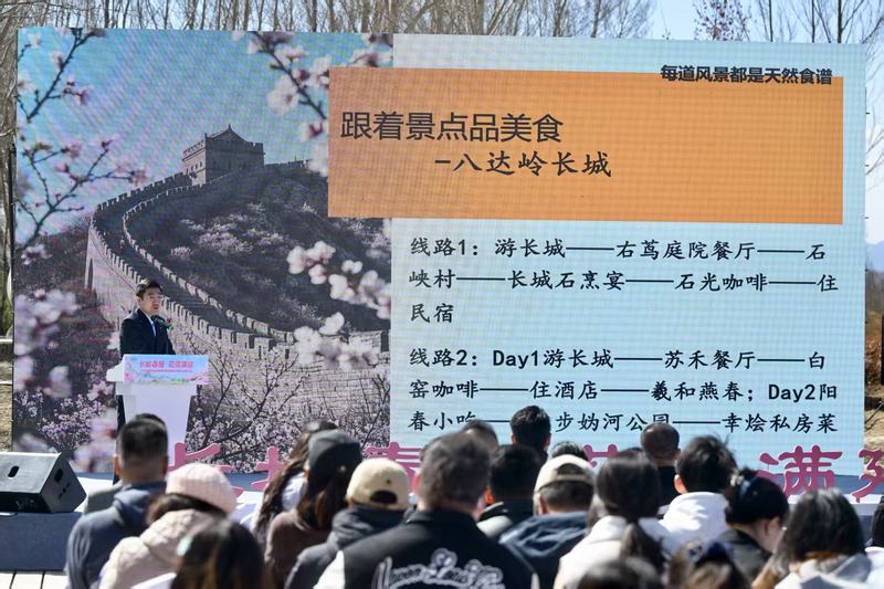 北京延慶開(kāi)啟踏青賞花季 打造沉浸式文旅盛宴